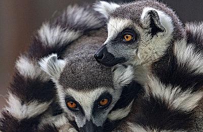 太空冒险游戏新作《Void Crew》公布 年内推出