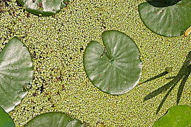 《魔戒：咕噜》首发支持DLSS3 光追配置和预告公开